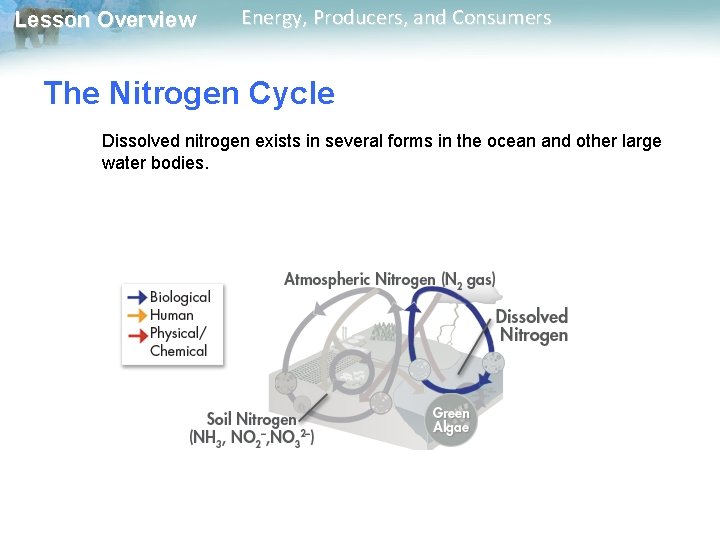 Lesson Overview Energy, Producers, and Consumers The Nitrogen Cycle Dissolved nitrogen exists in several Lesson Overview Energy, Producers, and Consumers The Nitrogen Cycle Dissolved nitrogen exists in several