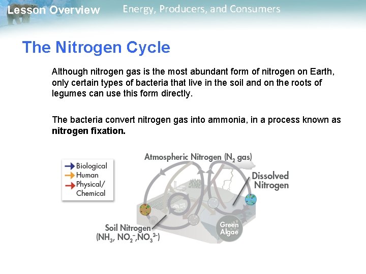 Lesson Overview Energy, Producers, and Consumers The Nitrogen Cycle Although nitrogen gas is the Lesson Overview Energy, Producers, and Consumers The Nitrogen Cycle Although nitrogen gas is the