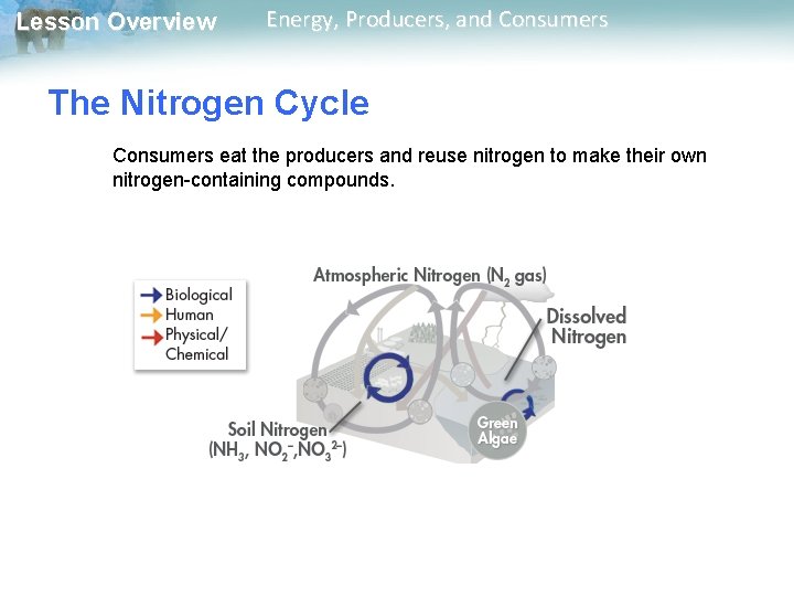 Lesson Overview Energy, Producers, and Consumers The Nitrogen Cycle Consumers eat the producers and Lesson Overview Energy, Producers, and Consumers The Nitrogen Cycle Consumers eat the producers and