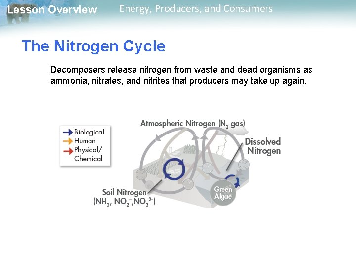 Lesson Overview Energy, Producers, and Consumers The Nitrogen Cycle Decomposers release nitrogen from waste Lesson Overview Energy, Producers, and Consumers The Nitrogen Cycle Decomposers release nitrogen from waste