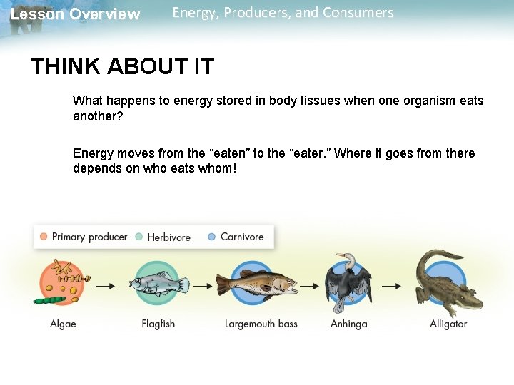 Lesson Overview Energy, Producers, and Consumers THINK ABOUT IT What happens to energy stored Lesson Overview Energy, Producers, and Consumers THINK ABOUT IT What happens to energy stored