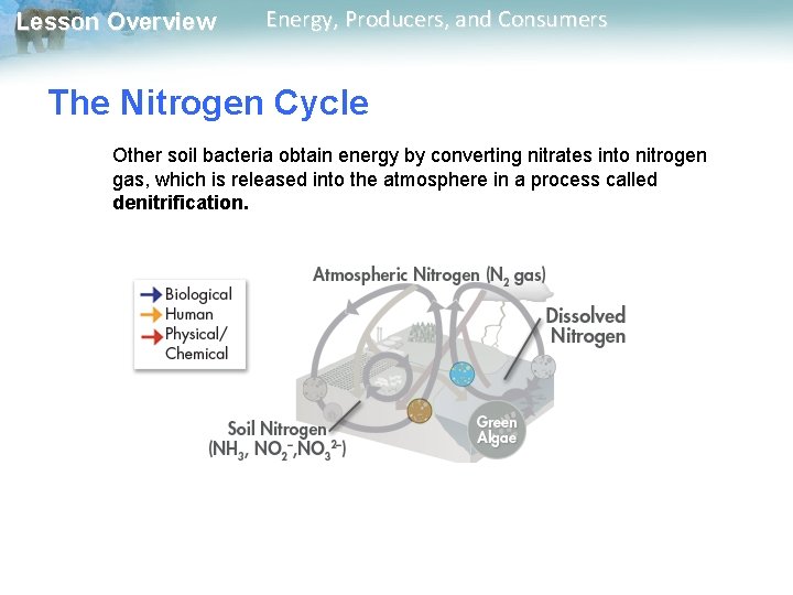 Lesson Overview Energy, Producers, and Consumers The Nitrogen Cycle Other soil bacteria obtain energy Lesson Overview Energy, Producers, and Consumers The Nitrogen Cycle Other soil bacteria obtain energy
