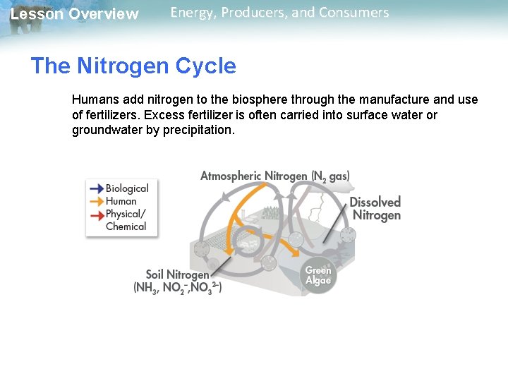 Lesson Overview Energy, Producers, and Consumers The Nitrogen Cycle Humans add nitrogen to the Lesson Overview Energy, Producers, and Consumers The Nitrogen Cycle Humans add nitrogen to the
