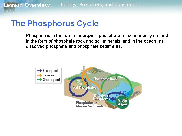 Lesson Overview Energy, Producers, and Consumers The Phosphorus Cycle Phosphorus in the form of Lesson Overview Energy, Producers, and Consumers The Phosphorus Cycle Phosphorus in the form of