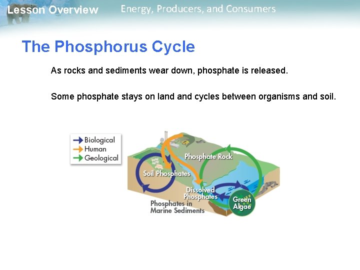 Lesson Overview Energy, Producers, and Consumers The Phosphorus Cycle As rocks and sediments wear Lesson Overview Energy, Producers, and Consumers The Phosphorus Cycle As rocks and sediments wear