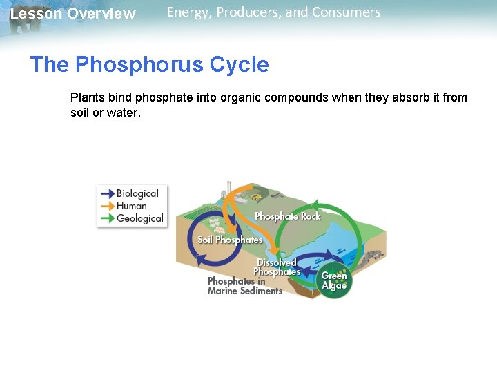 Lesson Overview Energy, Producers, and Consumers The Phosphorus Cycle Plants bind phosphate into organic Lesson Overview Energy, Producers, and Consumers The Phosphorus Cycle Plants bind phosphate into organic