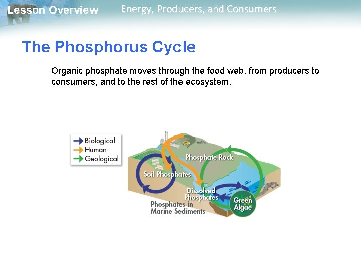 Lesson Overview Energy, Producers, and Consumers The Phosphorus Cycle Organic phosphate moves through the Lesson Overview Energy, Producers, and Consumers The Phosphorus Cycle Organic phosphate moves through the