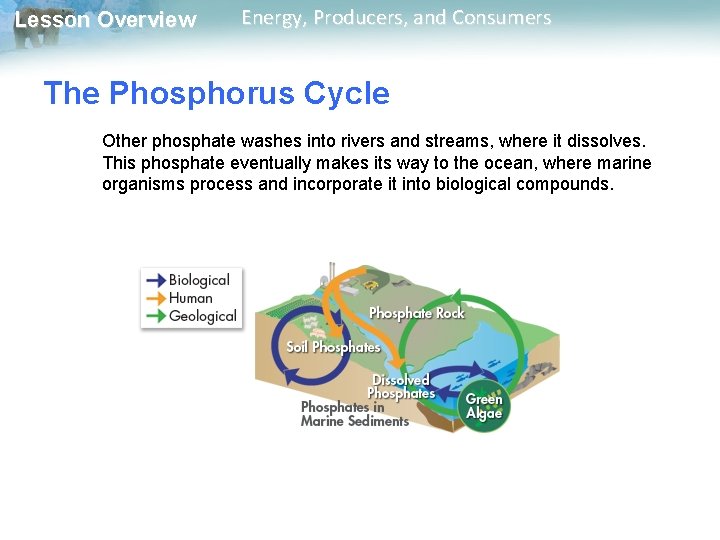 Lesson Overview Energy, Producers, and Consumers The Phosphorus Cycle Other phosphate washes into rivers Lesson Overview Energy, Producers, and Consumers The Phosphorus Cycle Other phosphate washes into rivers