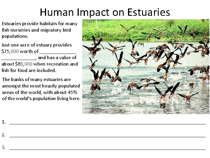 Human Impact on Estuaries provide habitats for many fish nurseries and migratory bird populations.