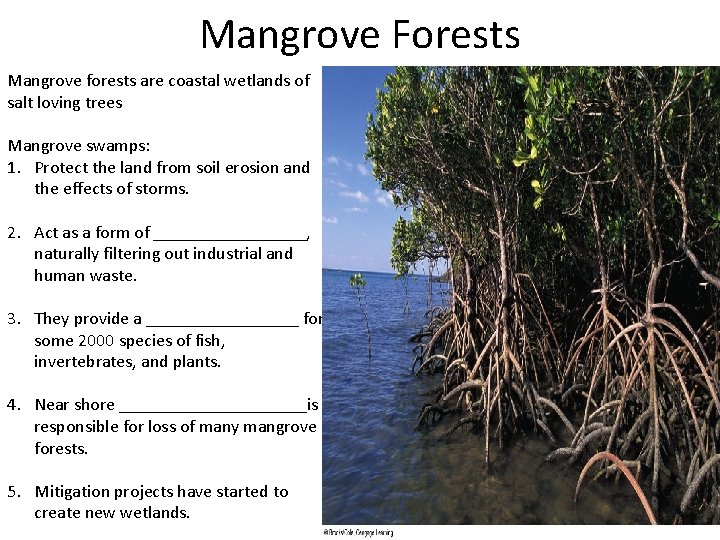 Mangrove Forests Mangrove forests are coastal wetlands of salt loving trees Mangrove swamps: 1.