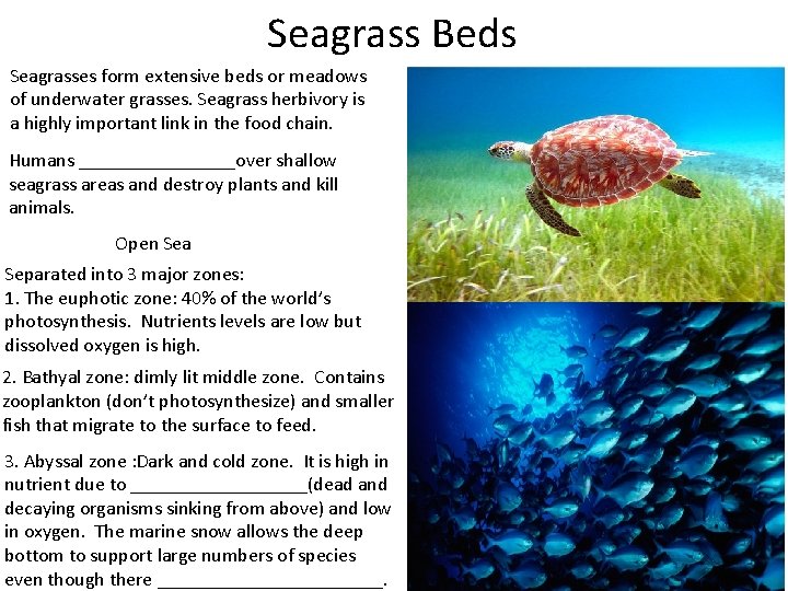 Seagrass Beds Seagrasses form extensive beds or meadows of underwater grasses. Seagrass herbivory is