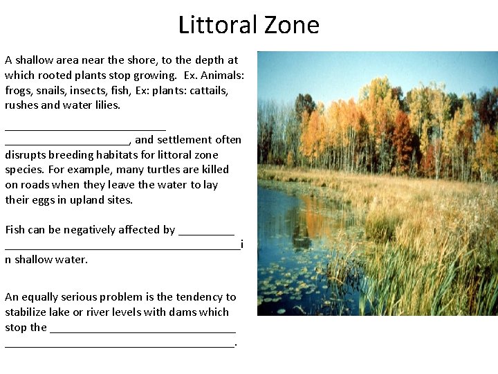 Littoral Zone A shallow area near the shore, to the depth at which rooted