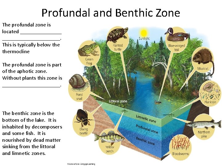 Profundal and Benthic Zone The profundal zone is located _____________________. This is typically below