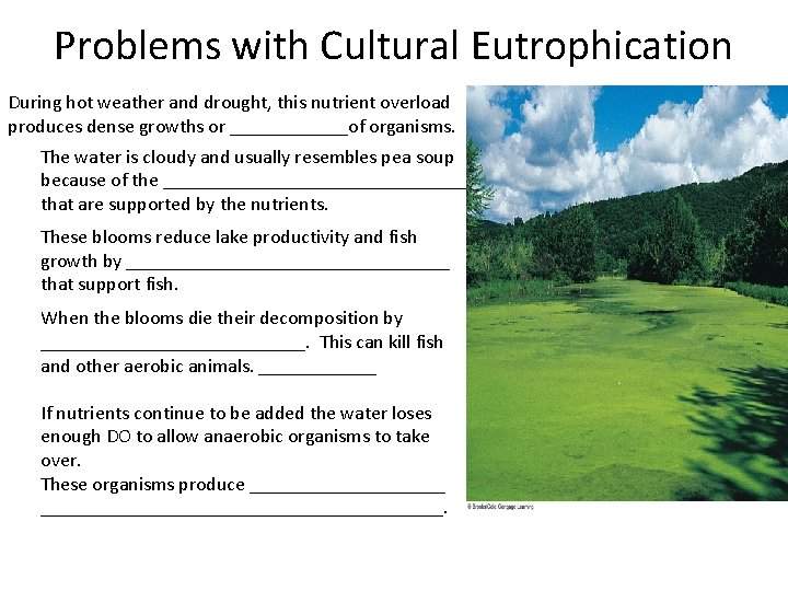 Problems with Cultural Eutrophication During hot weather and drought, this nutrient overload produces dense