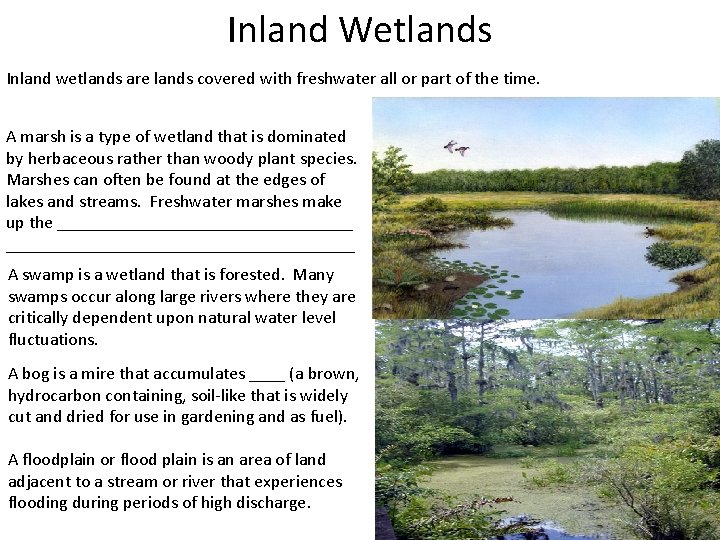 Inland Wetlands Inland wetlands are lands covered with freshwater all or part of the