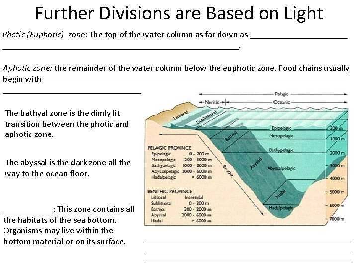 Further Divisions are Based on Light Photic (Euphotic) zone: The top of the water