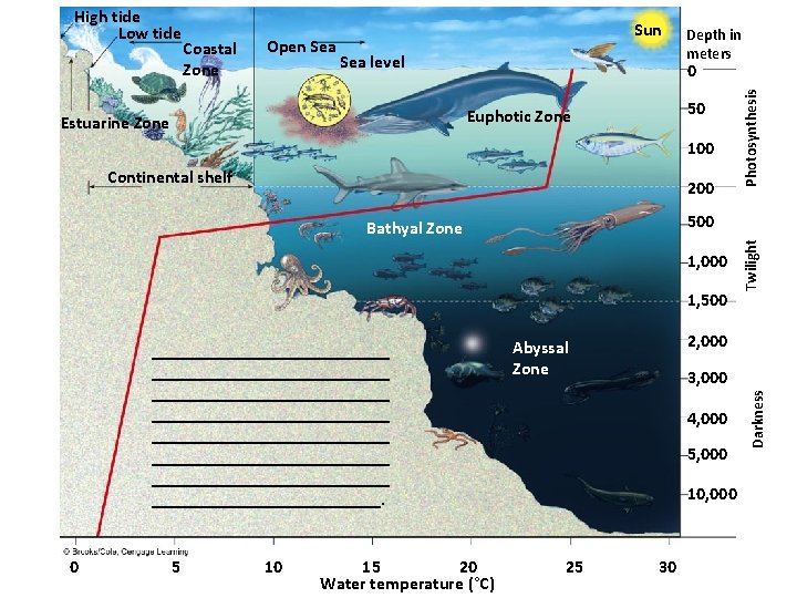 Sea level 50 100 Continental shelf 200 500 Bathyal Zone 1, 000 1, 500