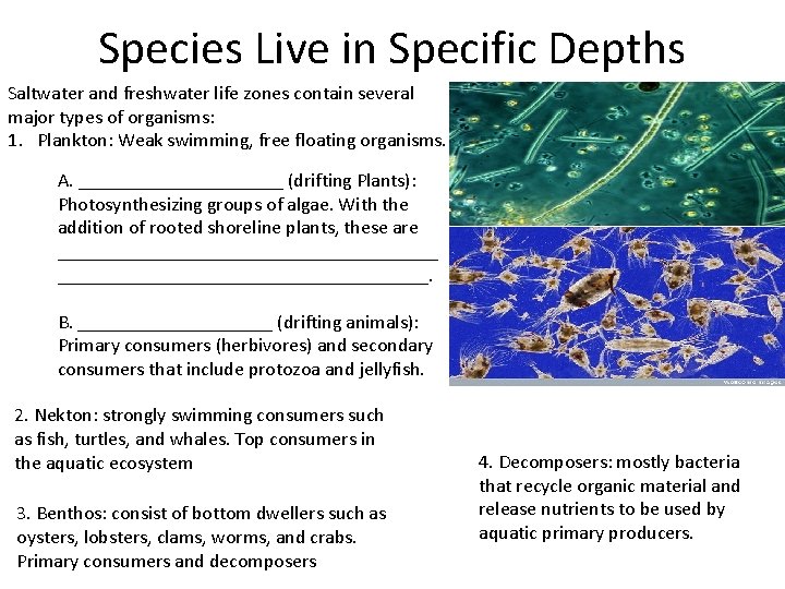 Species Live in Specific Depths Saltwater and freshwater life zones contain several major types