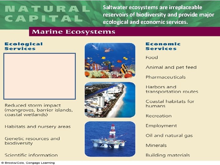 Saltwater ecosystems are irreplaceable reservoirs of biodiversity and provide major ecological and economic services.