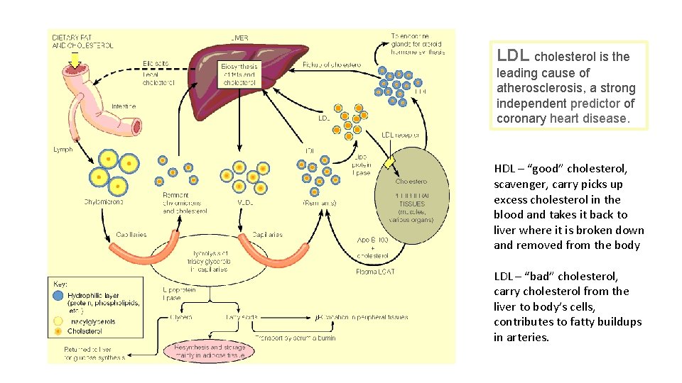 LDL cholesterol is the leading cause of atherosclerosis, a strong independent predictor of coronary