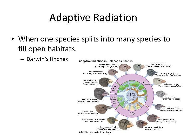 Adaptive Radiation • When one species splits into many species to fill open habitats.