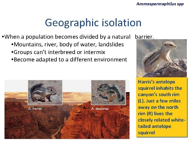 Ammospermophilus spp Geographic isolation • When a population becomes divided by a natural barrier.