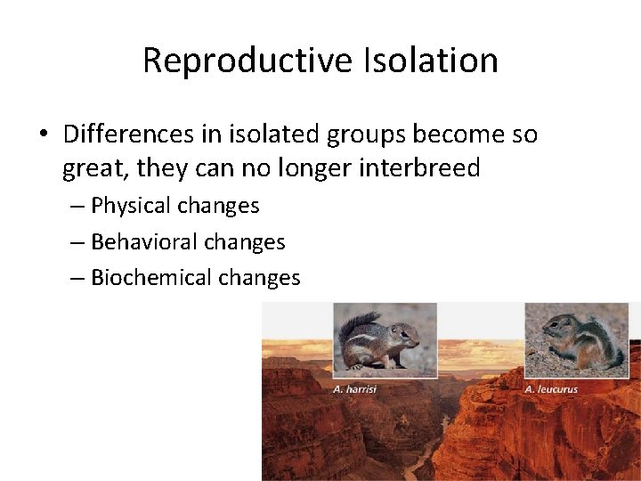 Reproductive Isolation • Differences in isolated groups become so great, they can no longer