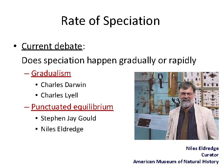 Rate of Speciation • Current debate: Does speciation happen gradually or rapidly – Gradualism