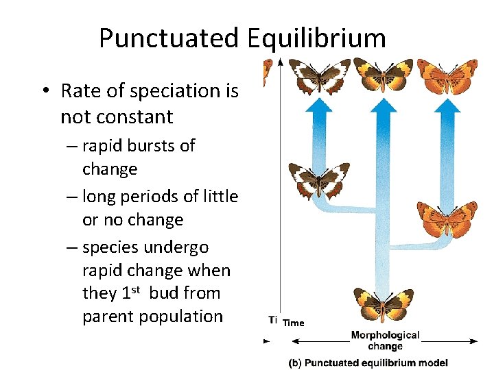 Punctuated Equilibrium • Rate of speciation is not constant – rapid bursts of change