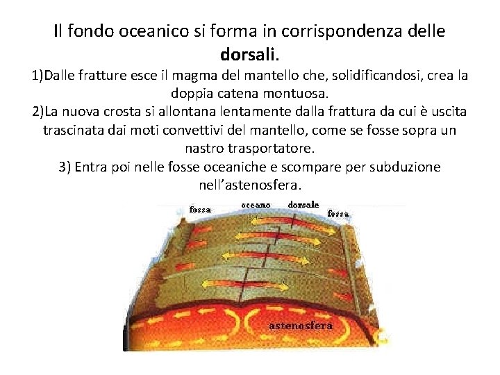 Il fondo oceanico si forma in corrispondenza delle dorsali. 1)Dalle fratture esce il magma