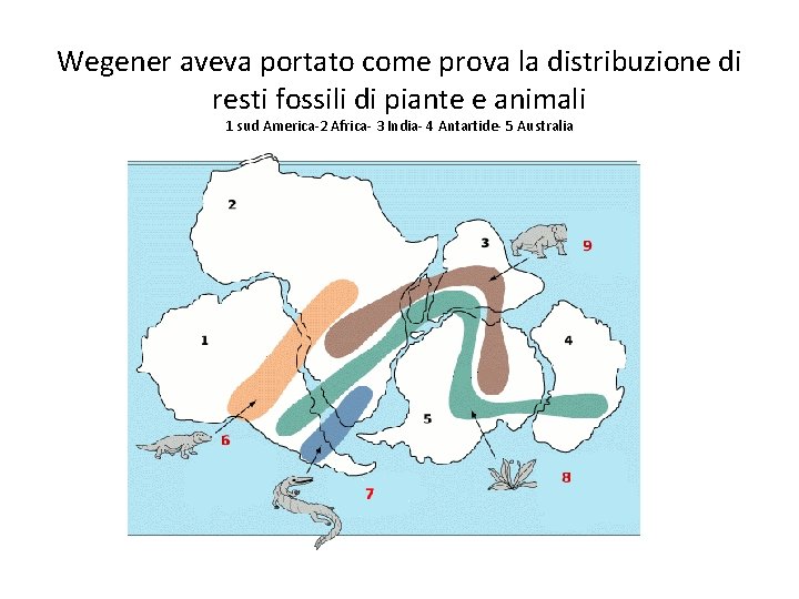 Wegener aveva portato come prova la distribuzione di resti fossili di piante e animali