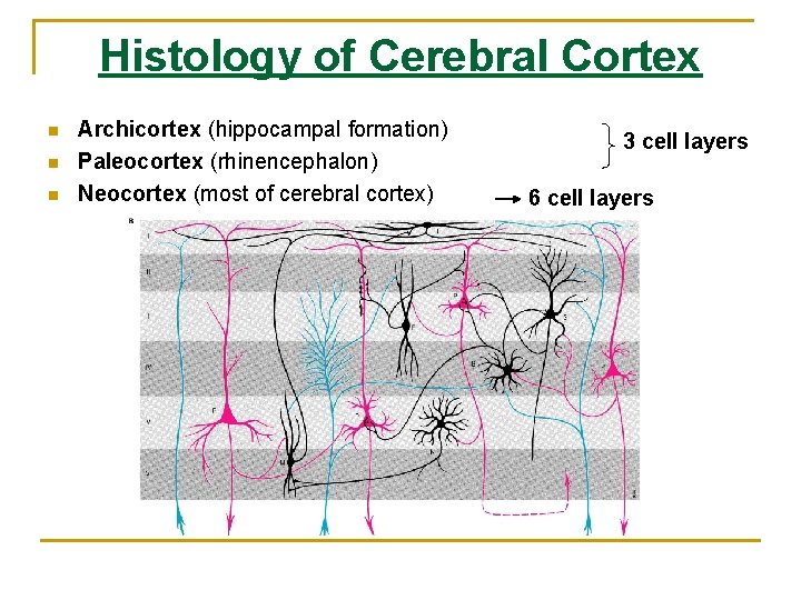 Histology of Cerebral Cortex n n n Archicortex (hippocampal formation) Paleocortex (rhinencephalon) Neocortex (most