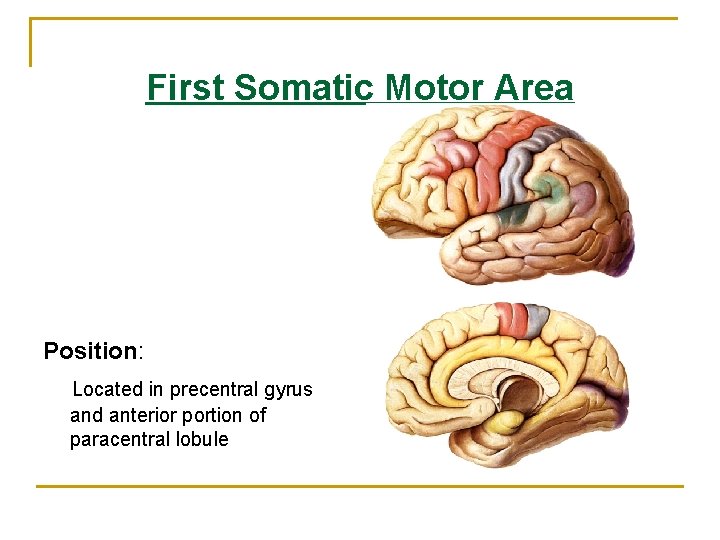 First Somatic Motor Area Position: Located in precentral gyrus and anterior portion of paracentral