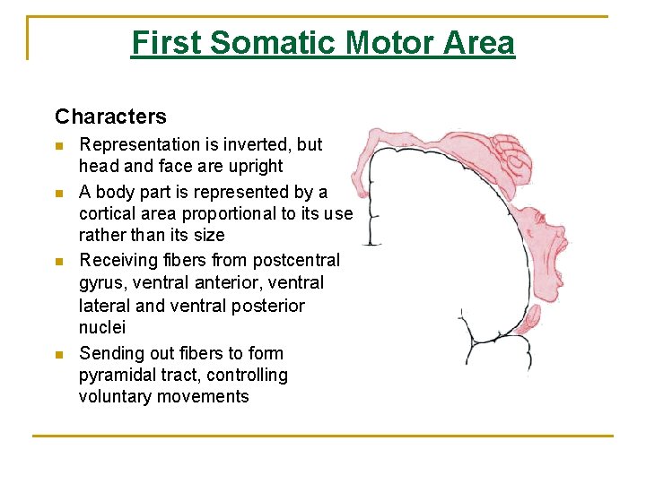 First Somatic Motor Area Characters n n Representation is inverted, but head and face