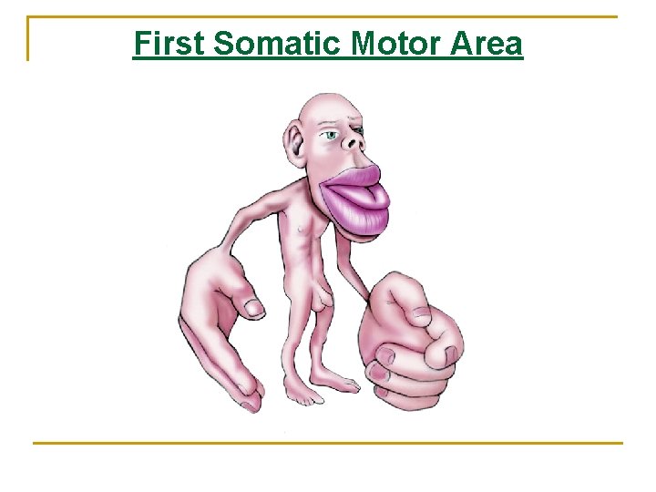 First Somatic Motor Area 