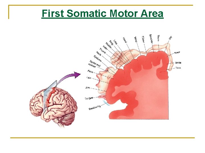 First Somatic Motor Area 