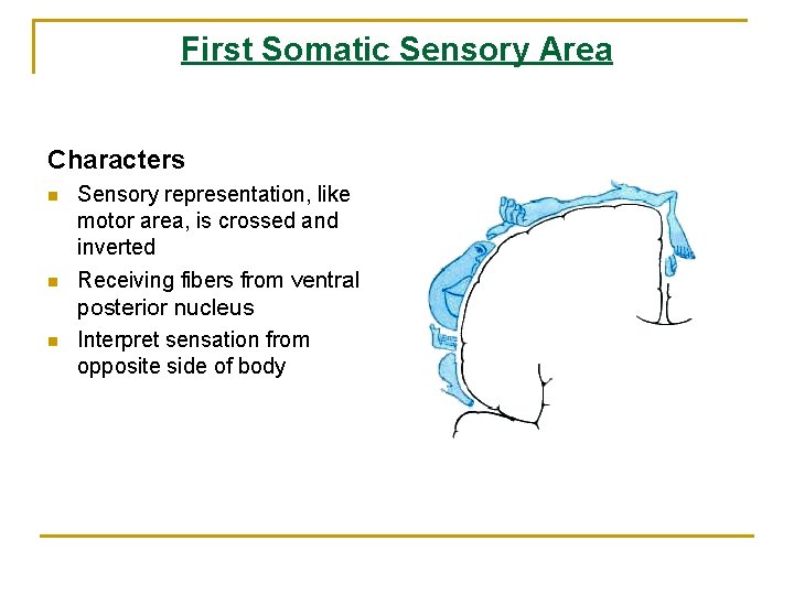 First Somatic Sensory Area Characters n Sensory representation, like motor area, is crossed and