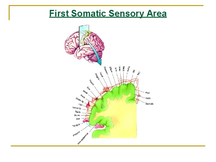 First Somatic Sensory Area 