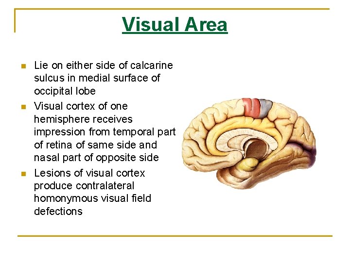 Visual Area n n n Lie on either side of calcarine sulcus in medial