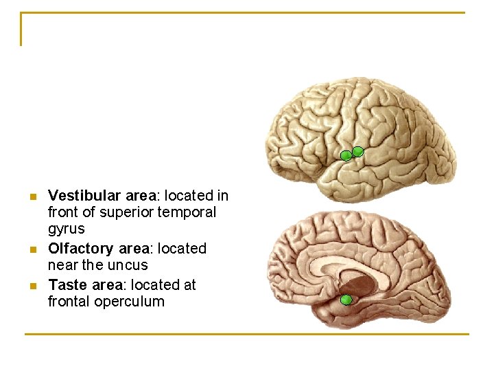 n n n Vestibular area: located in front of superior temporal gyrus Olfactory area: