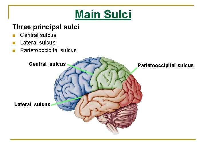 Main Sulci Three principal sulci n n n Central sulcus Lateral sulcus Parietooccipital sulcus