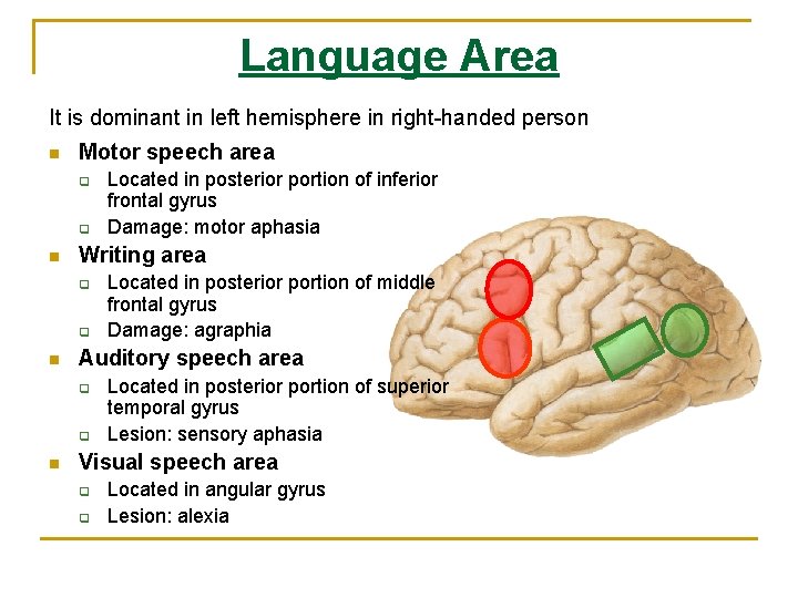 Language Area It is dominant in left hemisphere in right-handed person n Motor speech