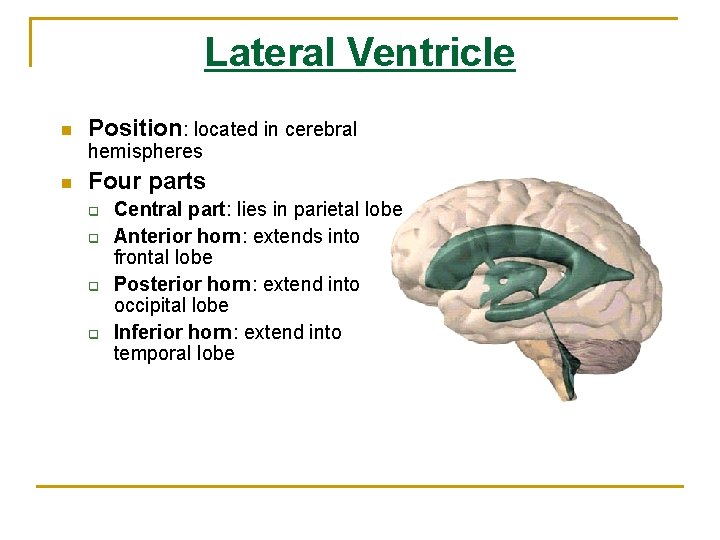 Lateral Ventricle n Position: located in cerebral hemispheres n Four parts q q Central