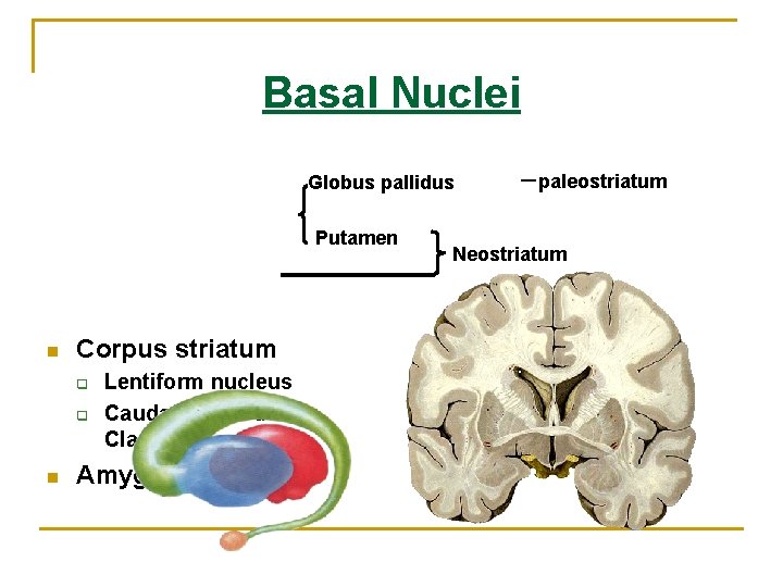 Basal Nuclei Globus pallidus Putamen n Corpus striatum q q n Lentiform nucleus Caudate