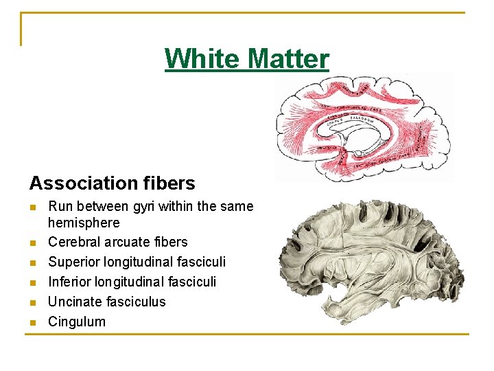 White Matter Association fibers n n n Run between gyri within the same hemisphere