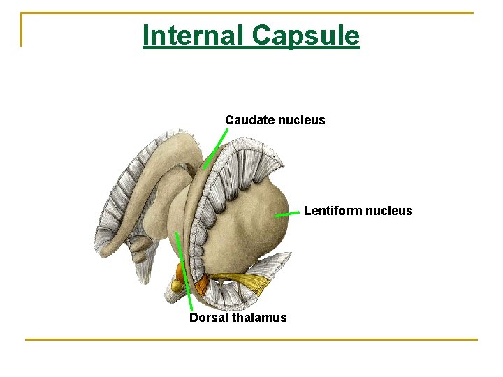 Internal Capsule Caudate nucleus Lentiform nucleus Dorsal thalamus 