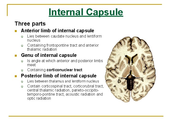 Internal Capsule Three parts n Anterior limb of internal capsule q q n Genu