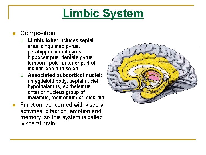 Limbic System n Composition q q n Limbic lobe: includes septal area, cingulated gyrus,