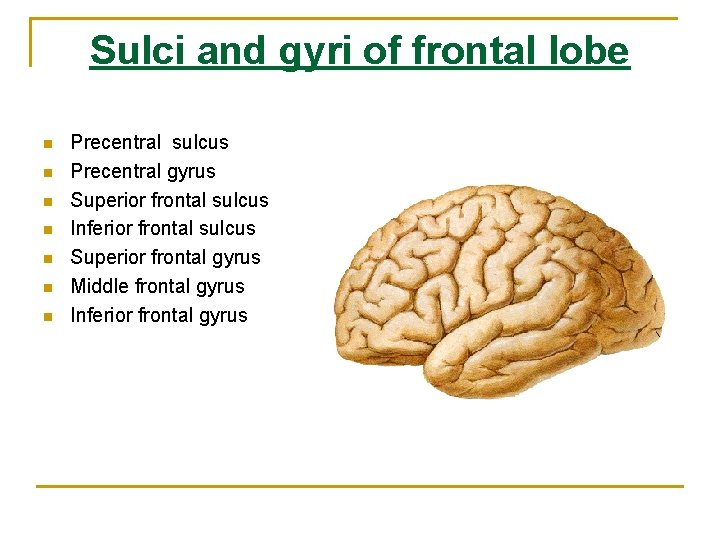 Sulci and gyri of frontal lobe n n n n Precentral sulcus Precentral gyrus