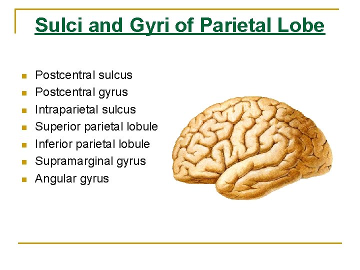 Sulci and Gyri of Parietal Lobe n n n n Postcentral sulcus Postcentral gyrus